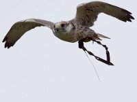 Ger- und Sakerfalke 034